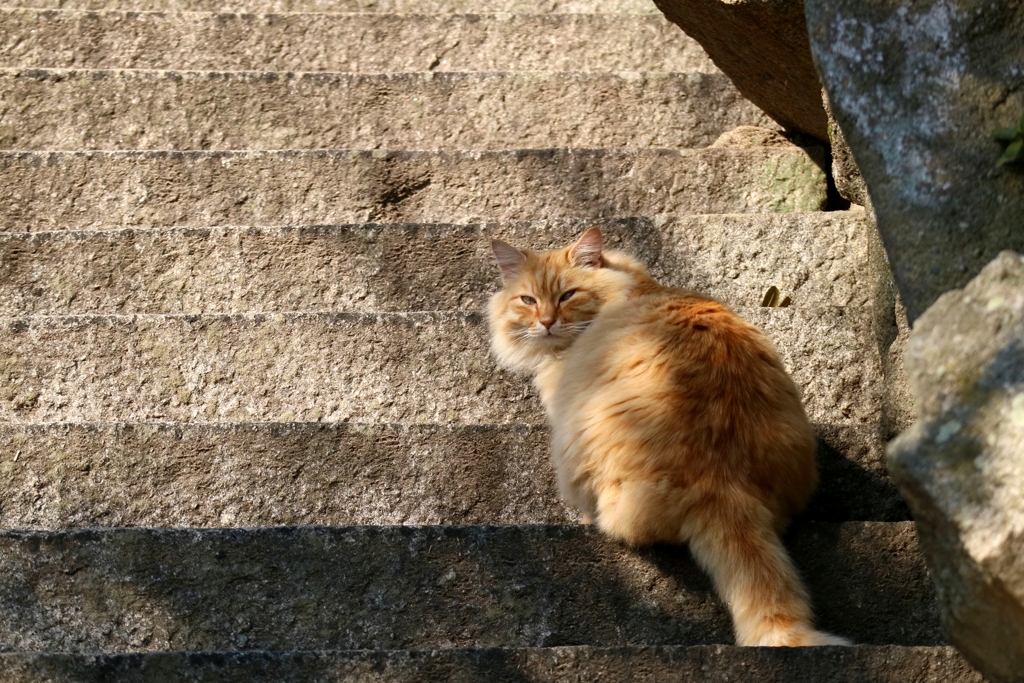 冬毛長毛合わせ技