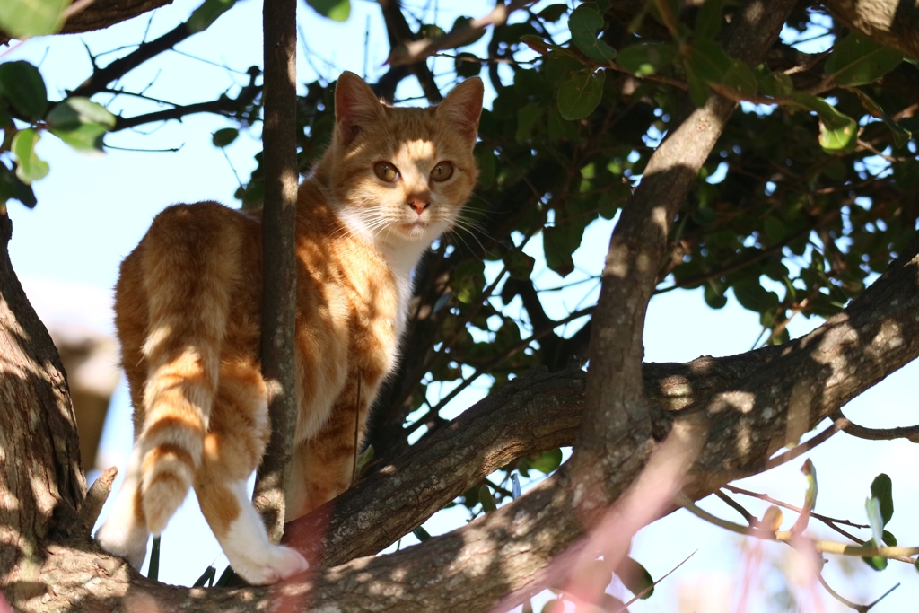 ツリークライマーちゃん