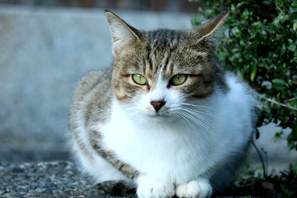 きりっもわっ