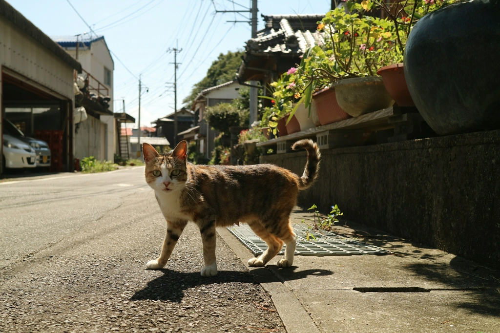 エンカウント