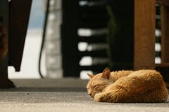 春眠暁を覚えない