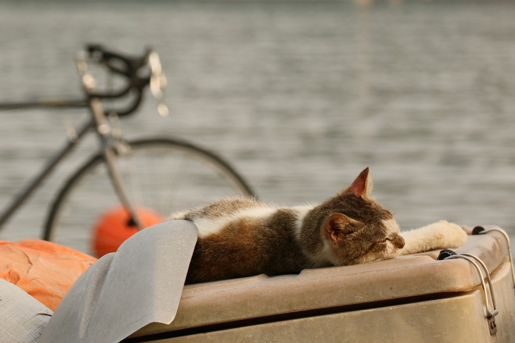 リゾートちゃん