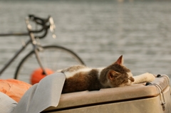 リゾートちゃん