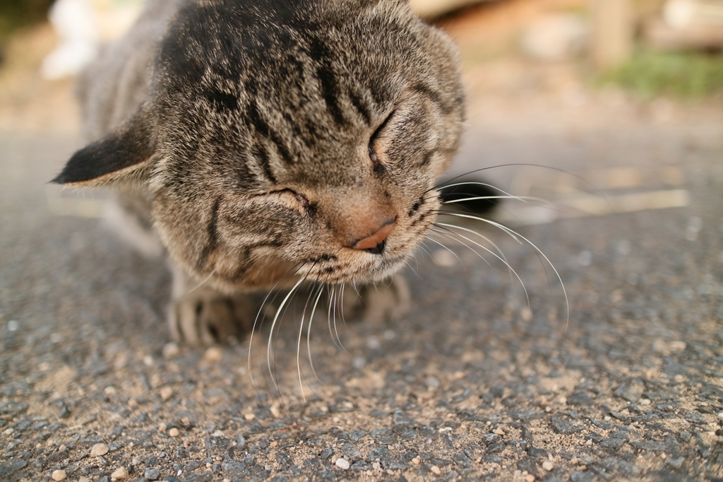 まんじゅうのようだ