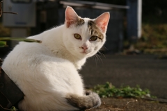 ターンアラウンドちゃん