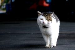 どこからともなくあらわれる