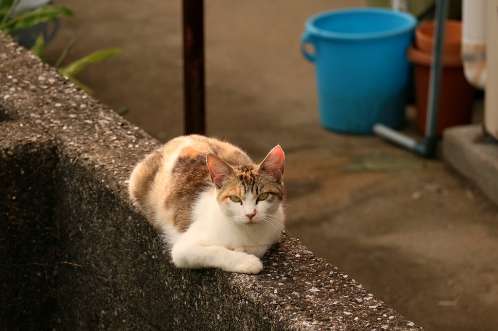 鬱陶しくて寝てらんない