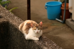 鬱陶しくて寝てらんない