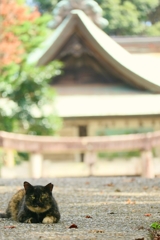 みこさん