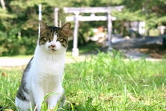 やしろちゃん