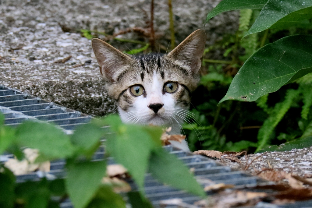 会敵セリちゃん