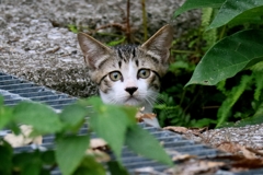 会敵セリちゃん