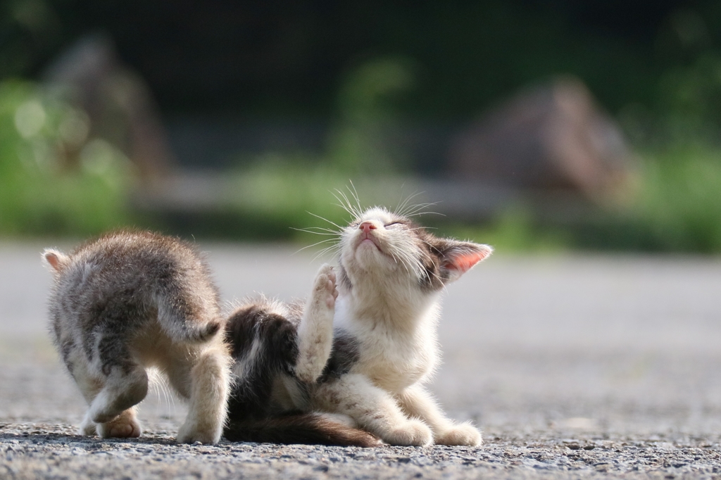 かりかりちゃん