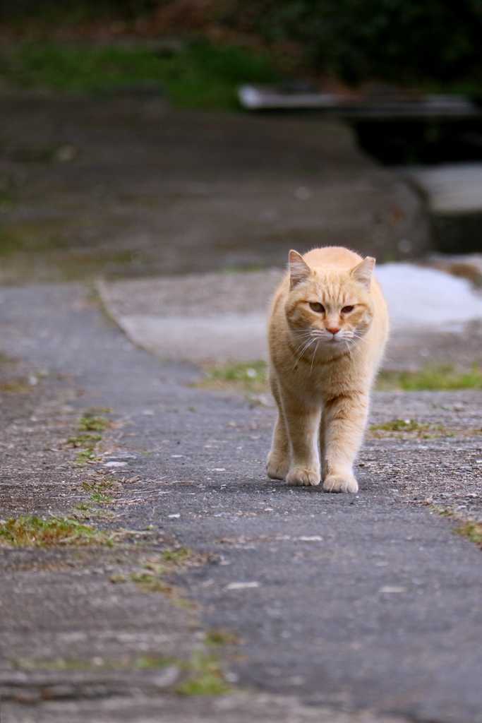 やつが来るちゃん