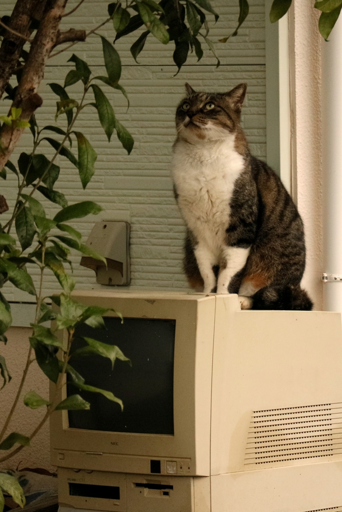 アナクロノマド先生