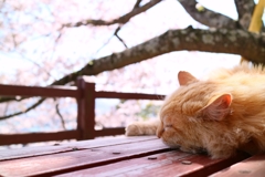 ベンチちゃん春眠