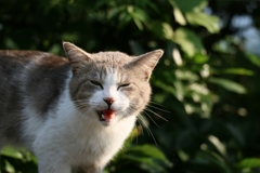 うぇーとないた