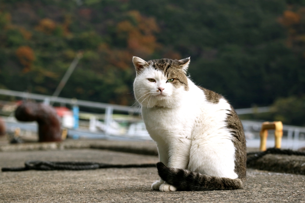 昔は男前だった