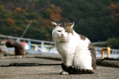 昔は男前だった