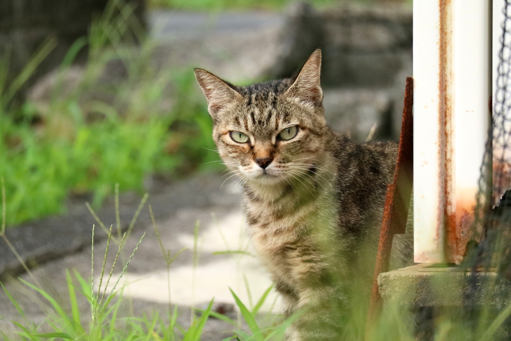 ぎりり