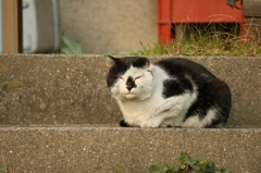 まどろむ面相惡夫