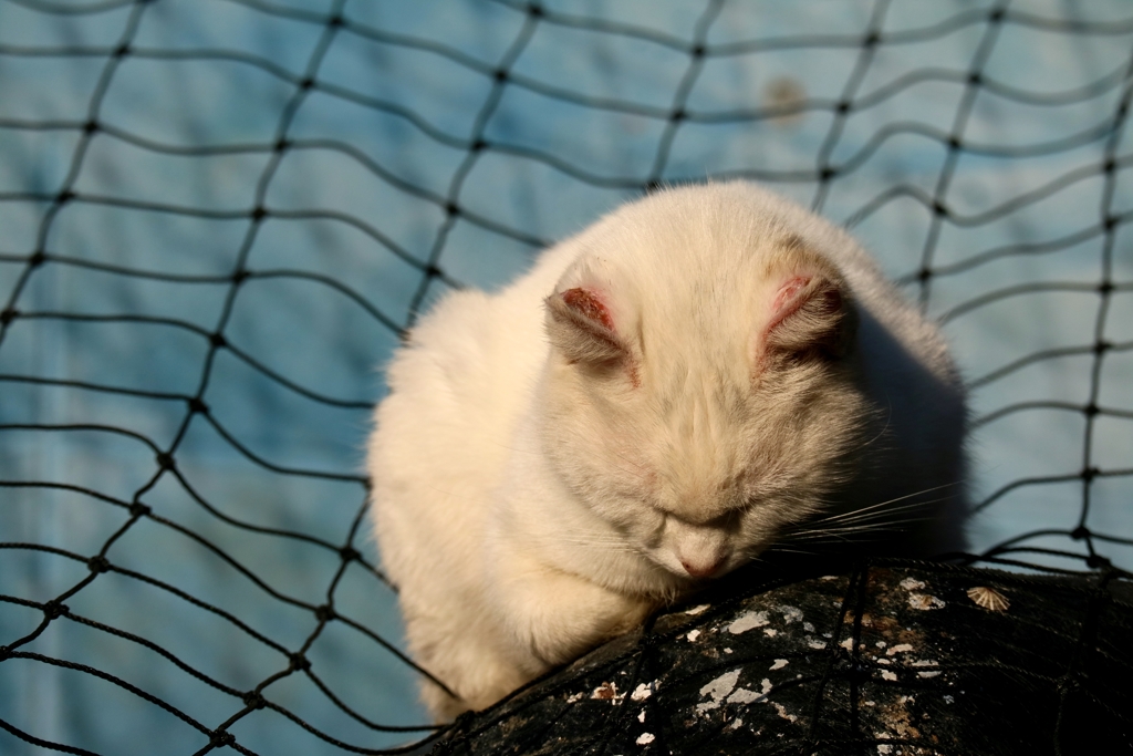 寒辛くて動けないちゃん