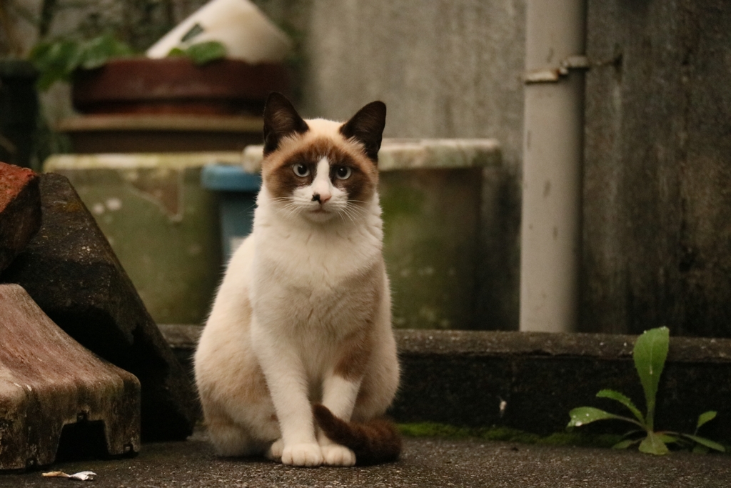 ニョキ