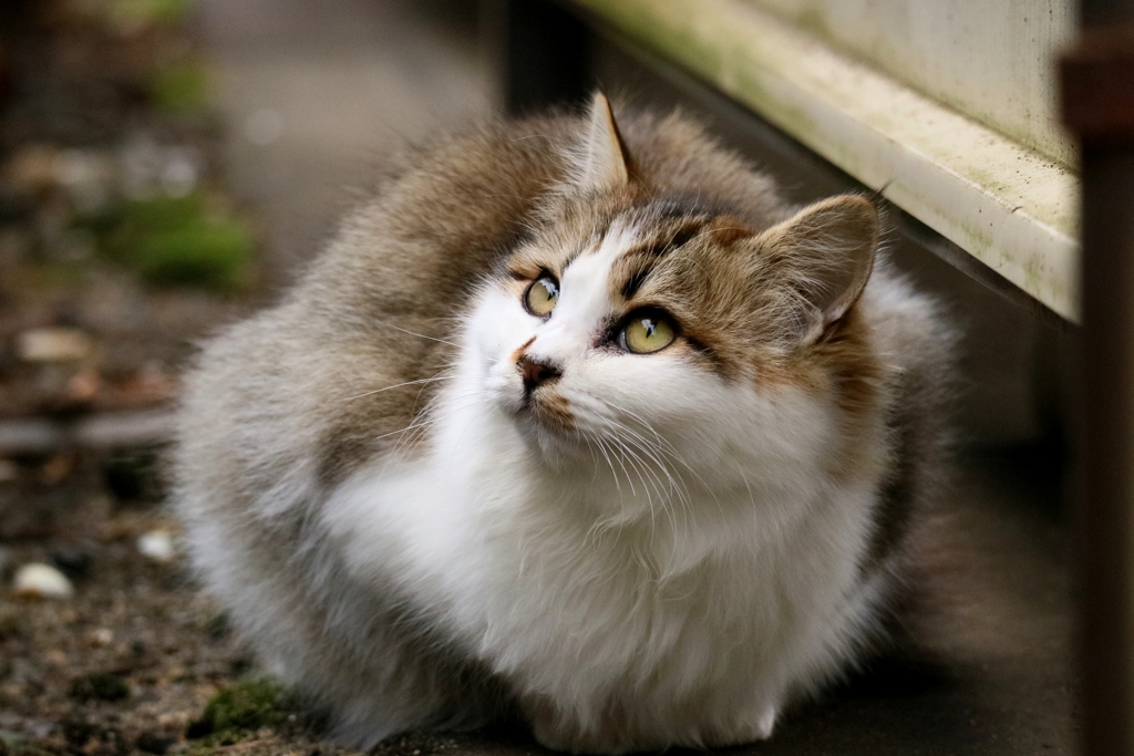 ふさふささわらせてくんない