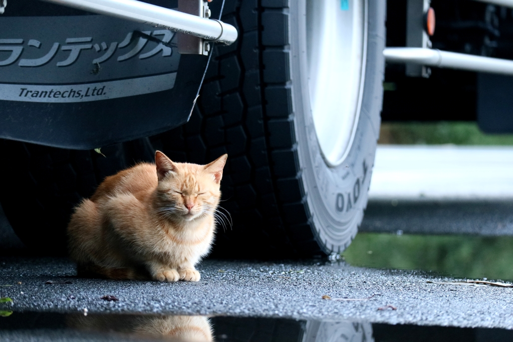 雨後の猫は最高だ