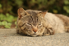 猫vs吸血生物