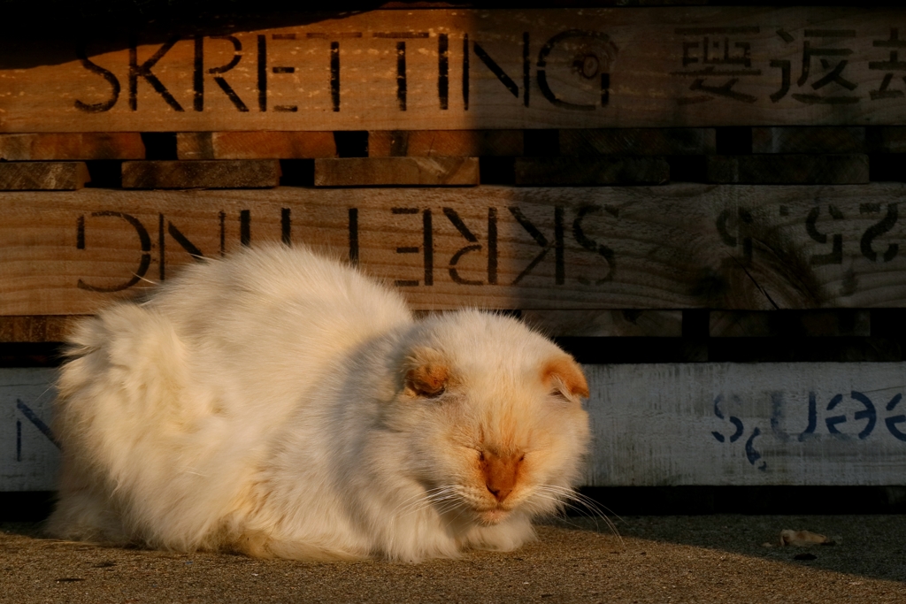 モッフちんまり