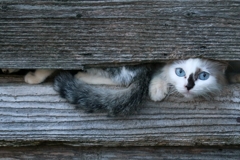 ひょっこりちゃん