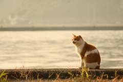 サンライズ先生