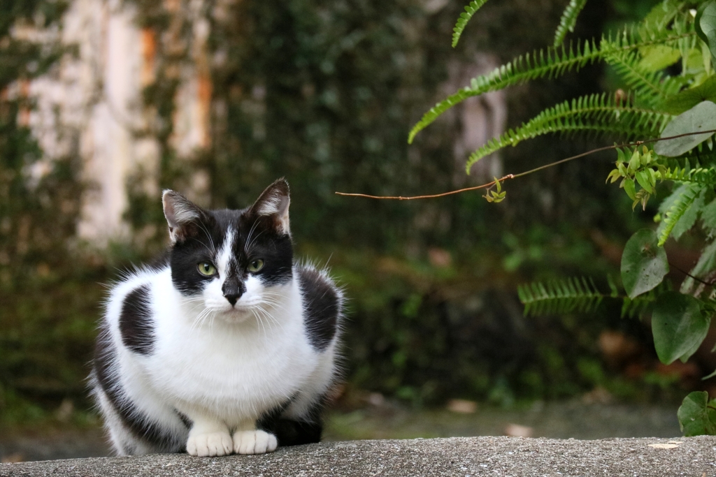 さらさら肩パットちゃん