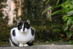 さらさら肩パットちゃん