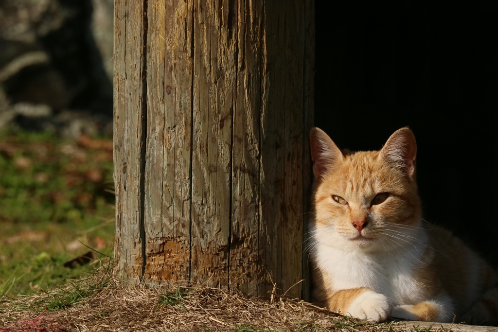 心底不愉快ちゃん