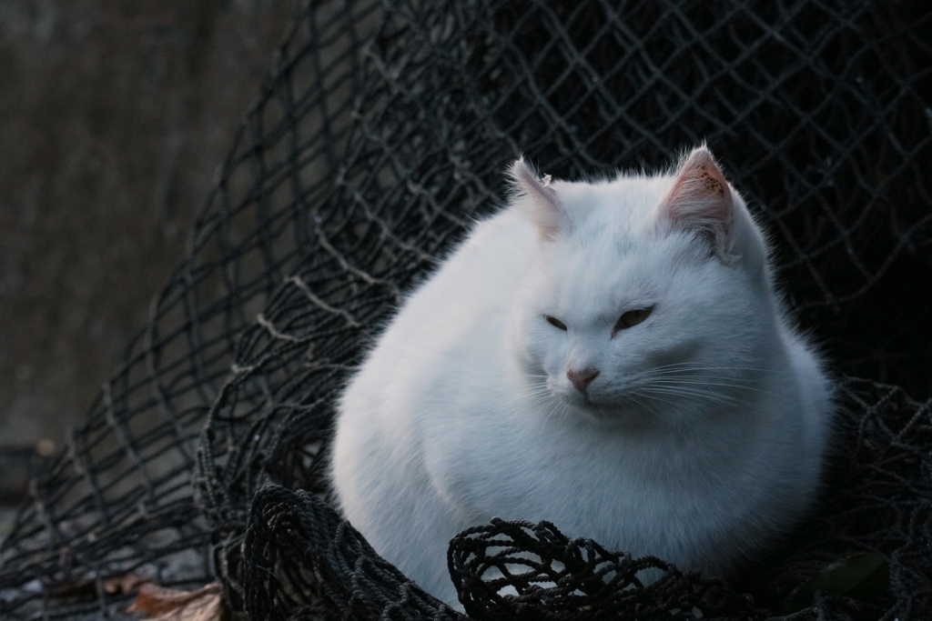 寒くてやってられないちゃん