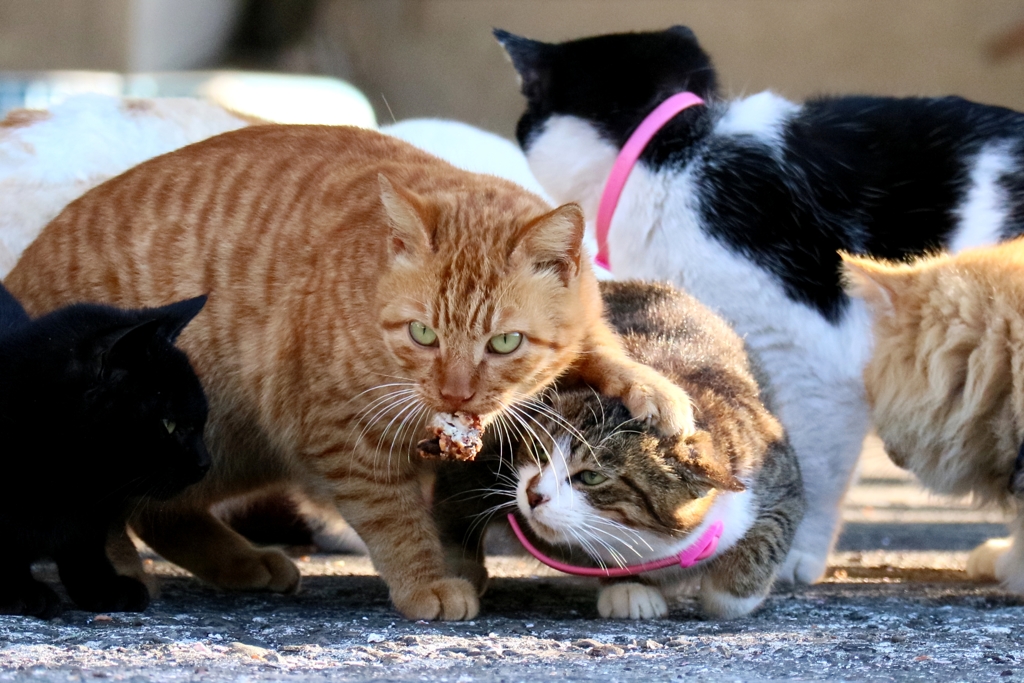 弱肉強食ちゃんズ