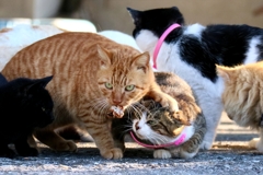 弱肉強食ちゃんズ