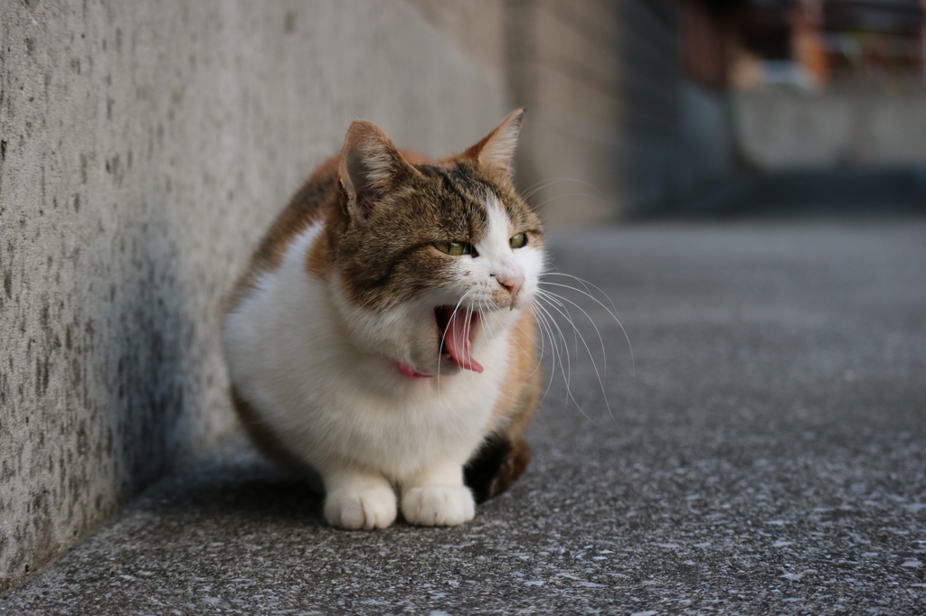 退屈小顔ちゃん