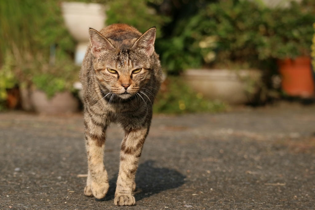 プレデターちゃん