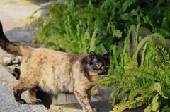 クールガイ索敵中