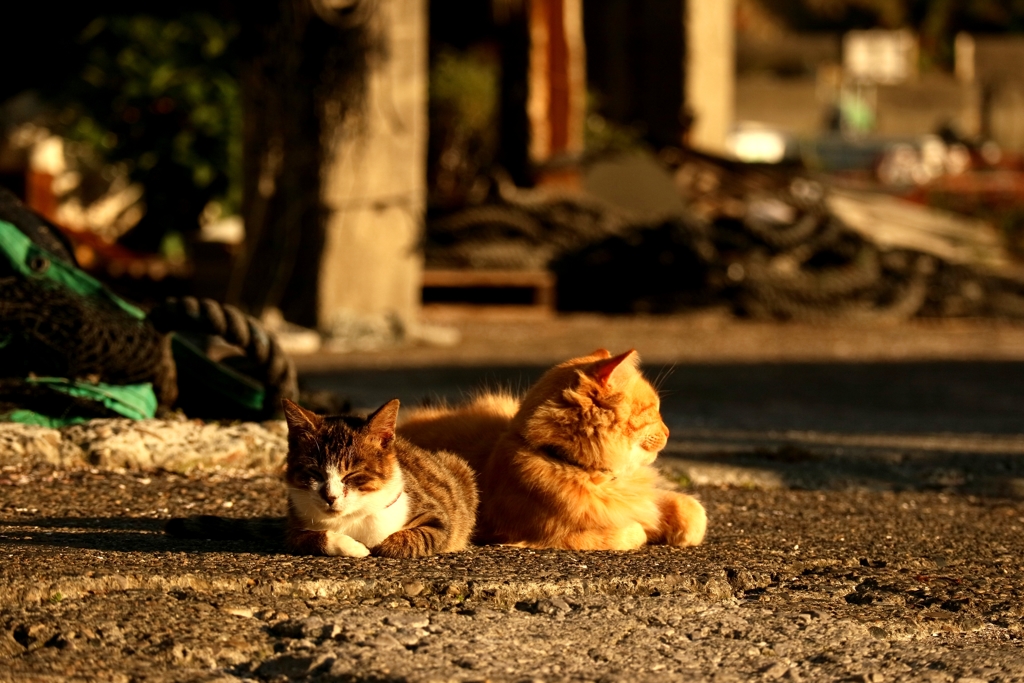 ブラザーフッド光合成