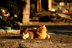 ブラザーフッド光合成