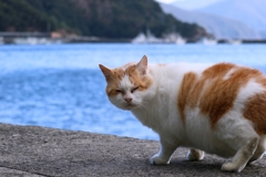 岸壁ふゆげ先生