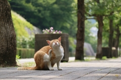 バリバリフリーダムちゃん