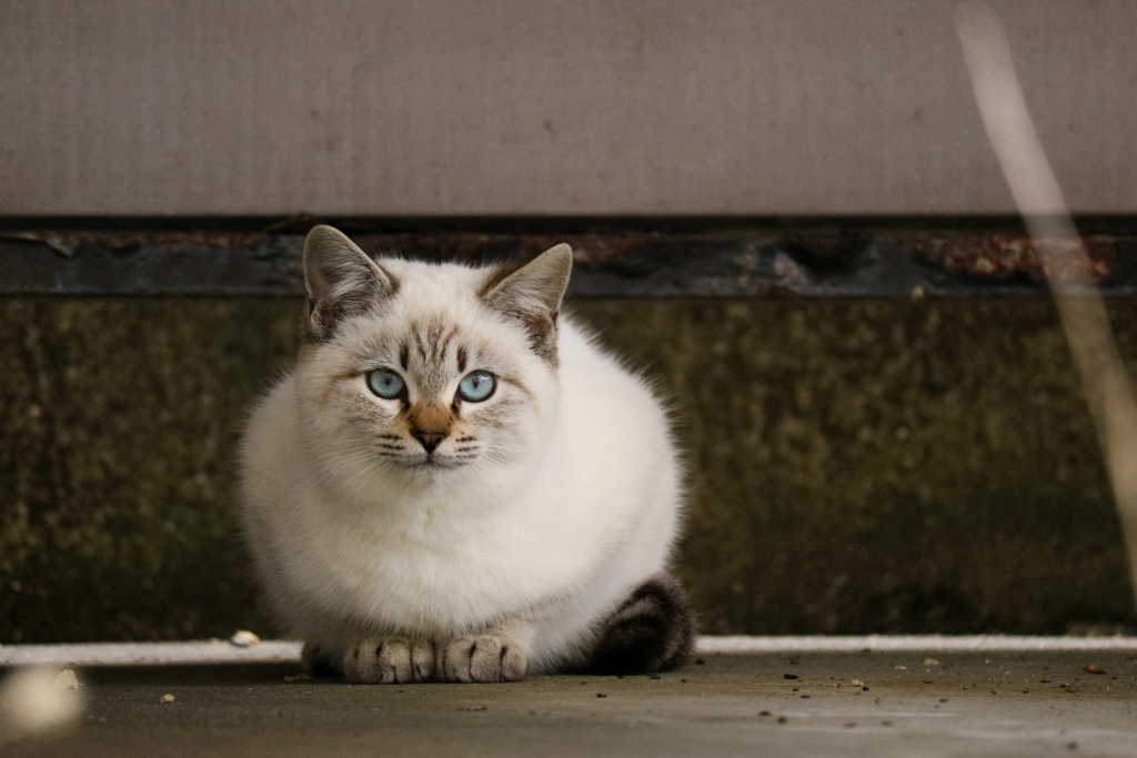 くっきりはっきりちゃん