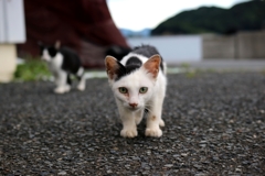 中間管理職ちゃん