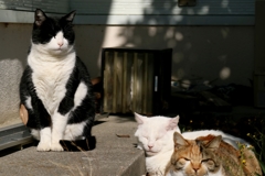 かたわらにうし