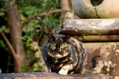 南国神社ねこ
